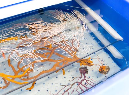 Reintroducció de més de 8.000 coralls, gorgònies i esponges